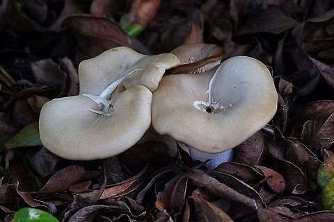 Unidentified mushroom growing in leaf litter in domestic garden  Australia,Geotagged