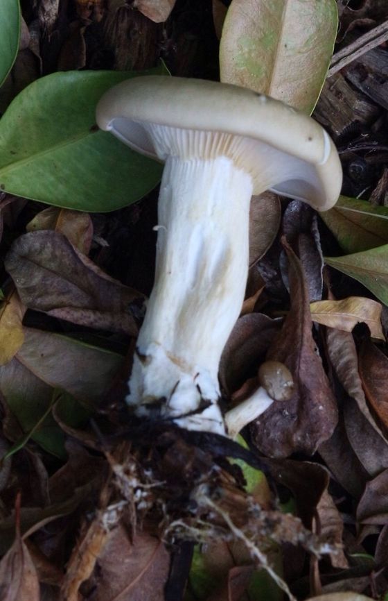 Profile of Unidentified mushroom in domestic garden.  Australia,Geotagged
