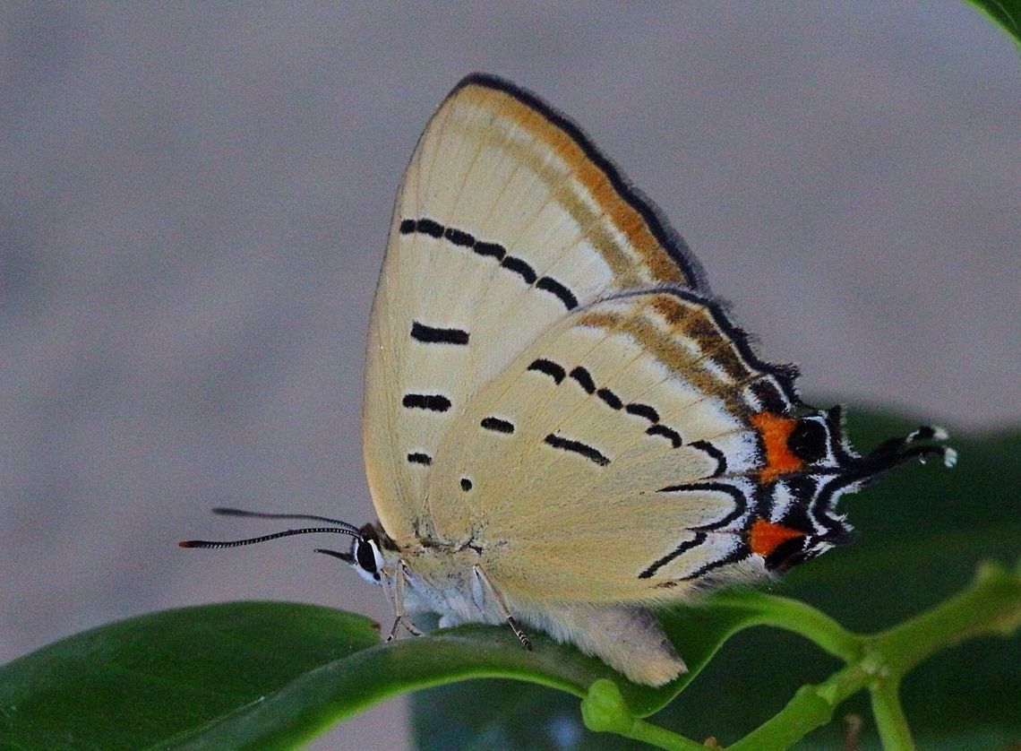 Common Imperial Blue ( Jalmenus evogoras )  Australia,Eamw butterflies,Geotagged,Imperial Hairstreak,Jalmenus evagoras