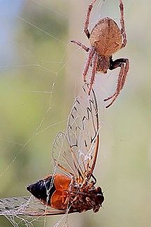 Garden orb weaver spider ( Eriophora transmarina ) The female spider approaches a just trapped razor grinder cicada ( Henicopsaltria eydouxii ) with caution and then starts to wrap her catch in silk . Australia,Australian garden orb weaver spider,Eamw spiders,Eamw spiders Orbweavers,Eriophora transmarina,Geotagged