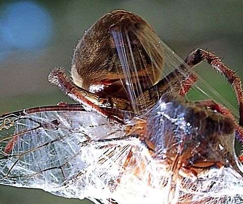 Garden orb weaver spider wrapping up her catch in silk threads . The silk was shooting out of the spider's spineretes whilst she with speed circled her catch and it looked like cling wrap being used to package up the cicada. Australia,Australian garden orb weaver spider,Eamw spiders,Eriophora transmarina,Geotagged