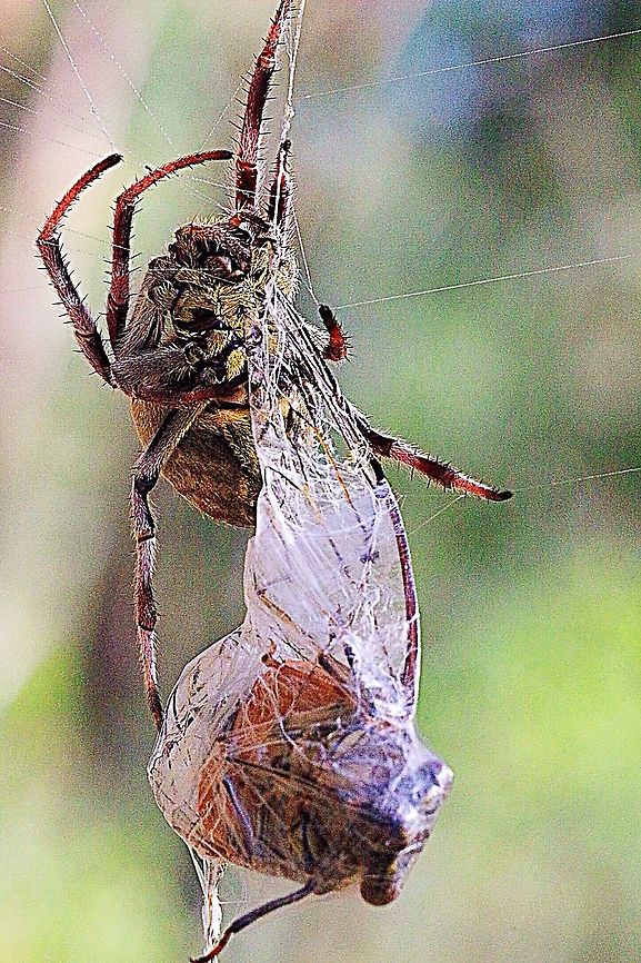 Garden orb weaver spider with her catch all wrapped up  Australia,Australian garden orb weaver spider,Eamw spiders,Eamw spiders Orbweavers,Eriophora transmarina,Geotagged