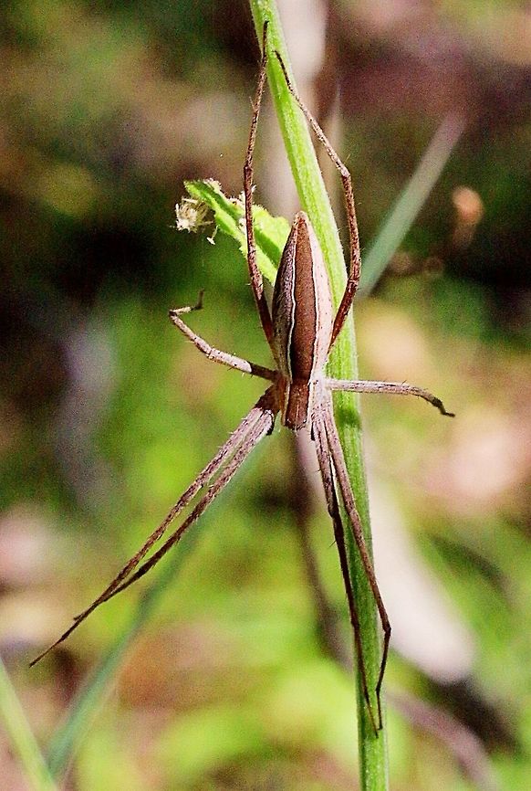 Perenethis venusta found on grass seed head At first I thought that it was a net casting spider but no such luck yet. Australia,Eamw spiders,Geotagged,Perenethis venusta