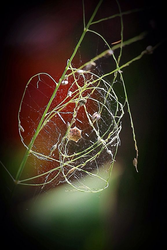 Architecture in nature. A spider species ( Unidentified ) constructed a rather flimsy protection from a grass seed head around its egg sack .I assume that it is from a spider.<br />
But it looks beautiful . Australia,Eamw spiders,Geotagged