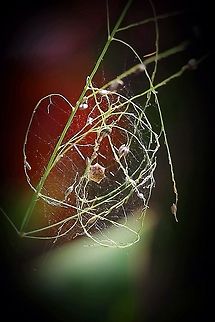 Architecture in nature. A spider species ( Unidentified ) constructed a rather flimsy protection from a grass seed head around its egg sack .I assume that it is from a spider.
But it looks beautiful . Australia,Eamw spiders,Geotagged