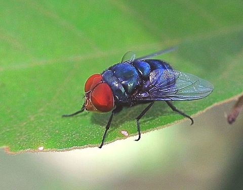 Unidentified fly captured resting on a leaf  early in the morning .  Australia,Geotagged