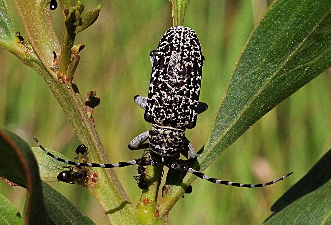 Longicorn beetle found on wattle tree ( Penthea solida)  Australia,Eamw beetles,Geotagged,Karana Downs Qld,Penthea solida,eamw Long Horn beetle