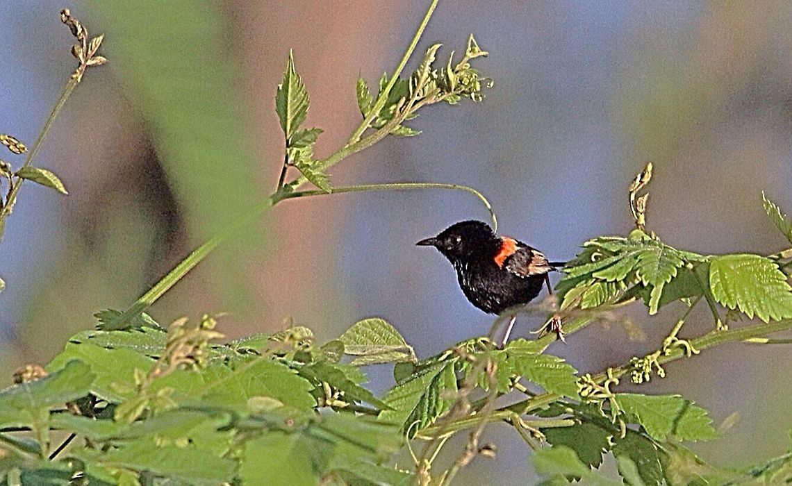 Red-backed fairy-wren male ( Malurus melanocephalus ) There was only one fully coloured male in the troup of females and 1or 2 juvenile males. The birds are more shy then the blue fairy wrens . Australia,Geotagged,Malurus melanocephalus,Red-backed fairywren