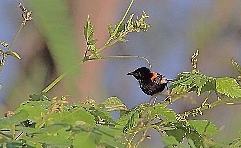 Red-backed fairy-wren male ( Malurus melanocephalus ) There was only one fully coloured male in the troup of females and 1or 2 juvenile males. The birds are more shy then the blue fairy wrens . Australia,Geotagged,Malurus melanocephalus,Red-backed fairywren