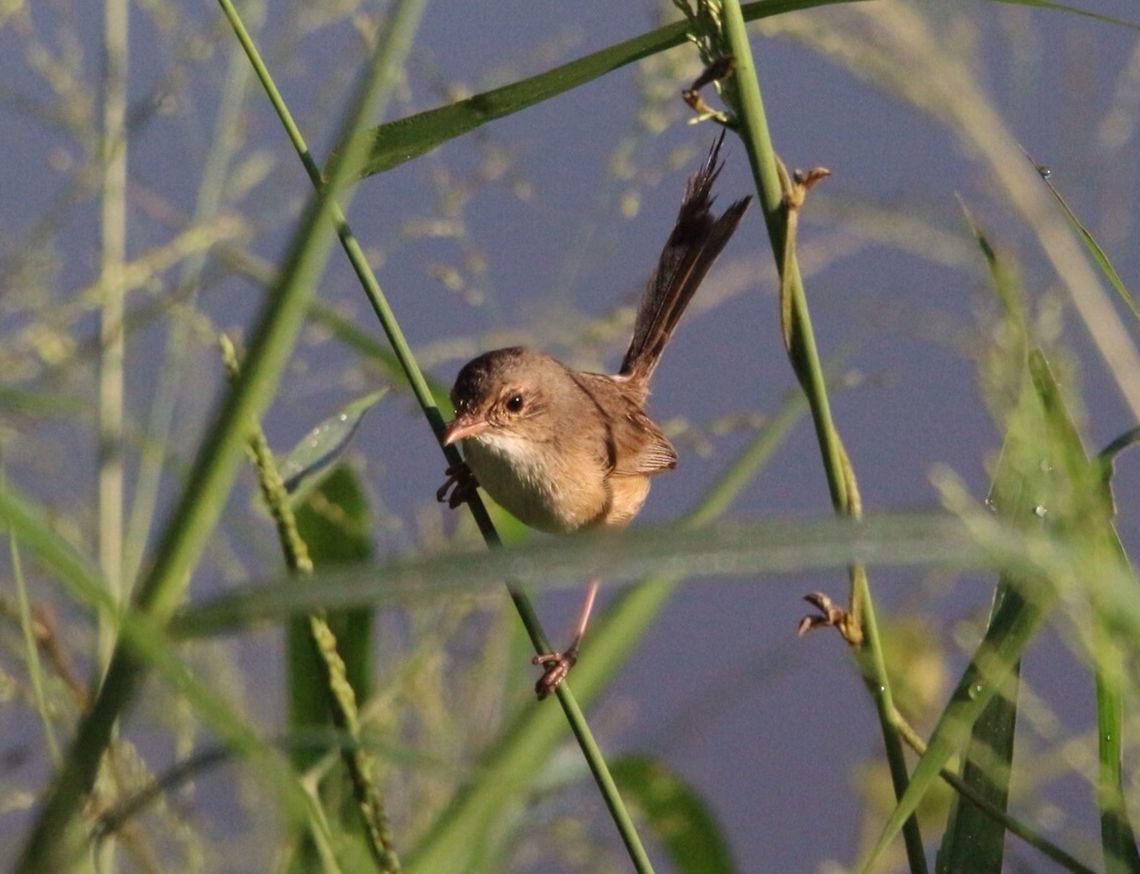 A female Red-backed fairy-wren (Malurus melanocephalus )  Australia,Geotagged,Malurus melanocephalus,Red-backed fairywren