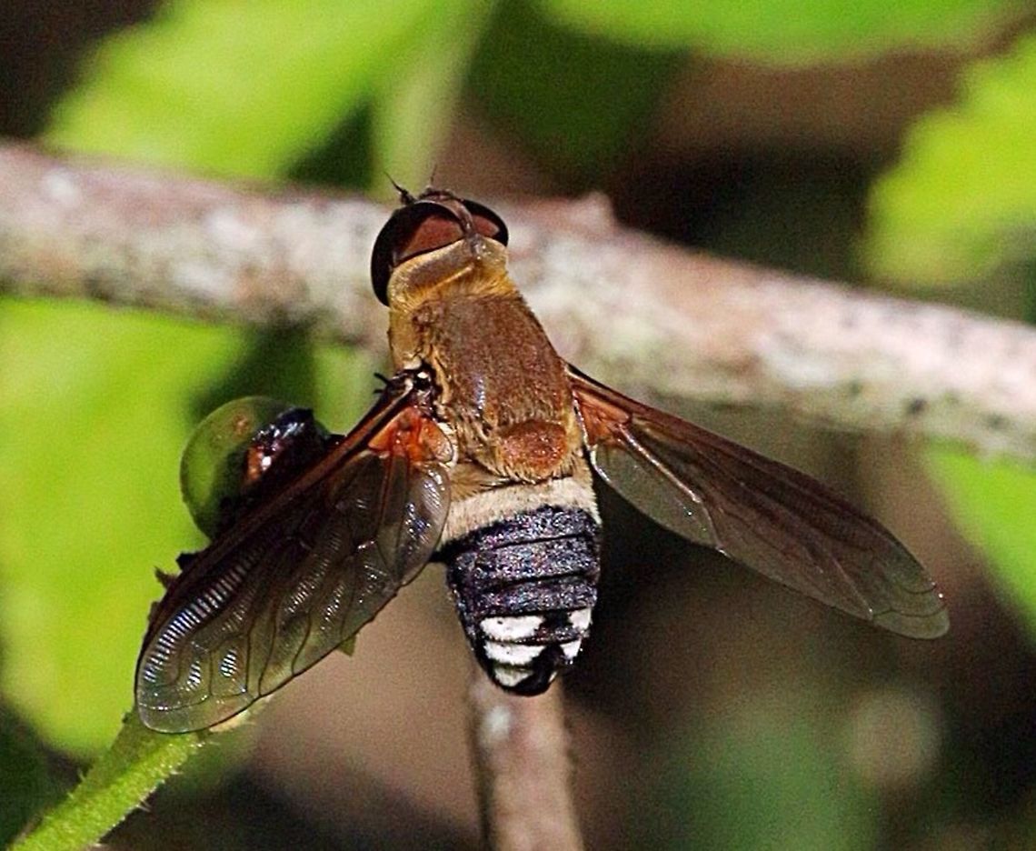 Common Ligyra Bee Fly ( Ligyra satyrus ) When taking the photo I didn't notice the obvious liquid droplet on the left wing. I think that it is a droplet of a spittle bug tube and as the bee fly parasitises other species it might be that the fly had an tnterest in the possible spittle bug. Australia,Common Ligyra Bee Fly,Geotagged,Ligyra satyrus
