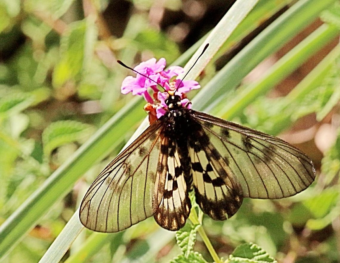Glasswing or small greasy butterfly  ( Acraea andromacha ) Feeding on lantana flower.( Lantana camara ) Acraea andromacha,Australia,Eamw butterflies,Geotagged,Small greasy