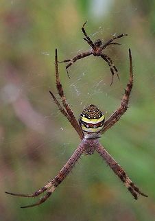 Here comes the groom. Male St. Andrew's Cross spider (Argiope keyserlingi) approaching a female. For safety reasons the male is on the opposite side of the web. That is why only the underside of the male is visible. Argiope keyserlingi,Australia,Eamw spiders,Eamw spiders Orbweavers,Geotagged,St Andrews Cross Spider