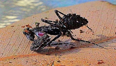 Black bark mantid female (Paraoxypilus tasmaniensis )showing the reddish pink color patch on the inside foreleg. Top view
https://www.jungledragon.com/image/56066/black_bark_mantid_paraoxypilus_tasmaniensis_.html Australia,Black Bark Mantid,Geotagged,Paraoxypilus tasmaniensis