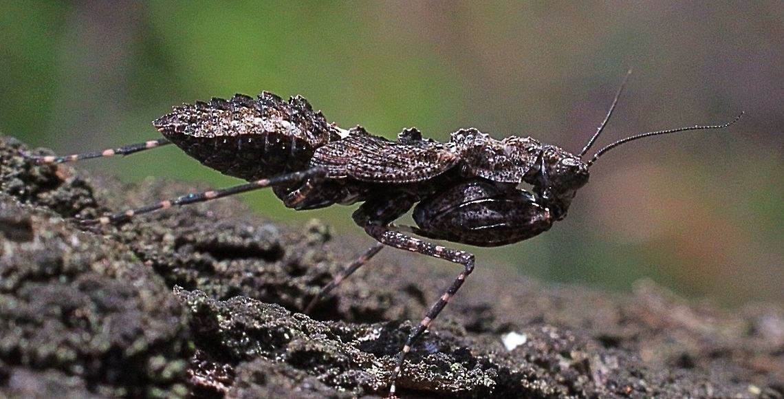 Black bark mantid female ( Paraoxypilus tasmaniensis ) ready to strike.  Australia,Black Bark Mantid,Geotagged,Paraoxypilus tasmaniensis