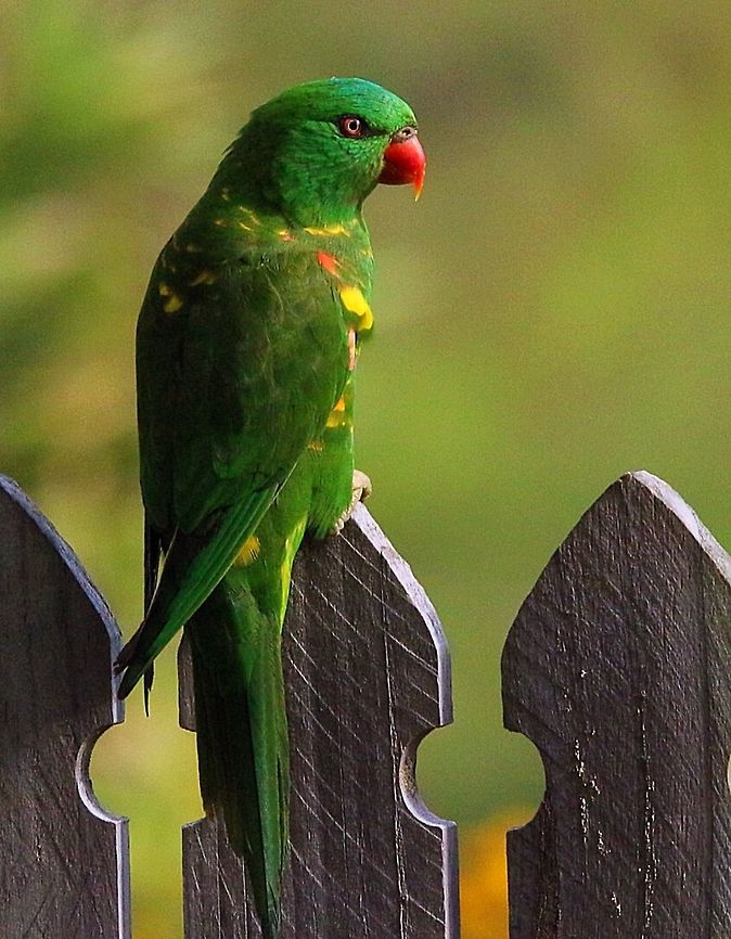 Scally-breasted lorikeet (Trichoglossus chloroleidotus)a A frequent visitor to domestic gardens in its habitat in Australia. Australia,Geotagged,Scaly-breasted lorikeet,Trichoglossus chlorolepidotus