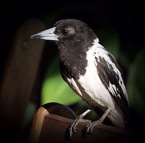 Pied Butcherbird ( Cracticus nigrogularis) Another bird who gets easily attracted to food handouts by people . Australia,Cracticus nigrogularis,Geotagged,Pied butcherbird