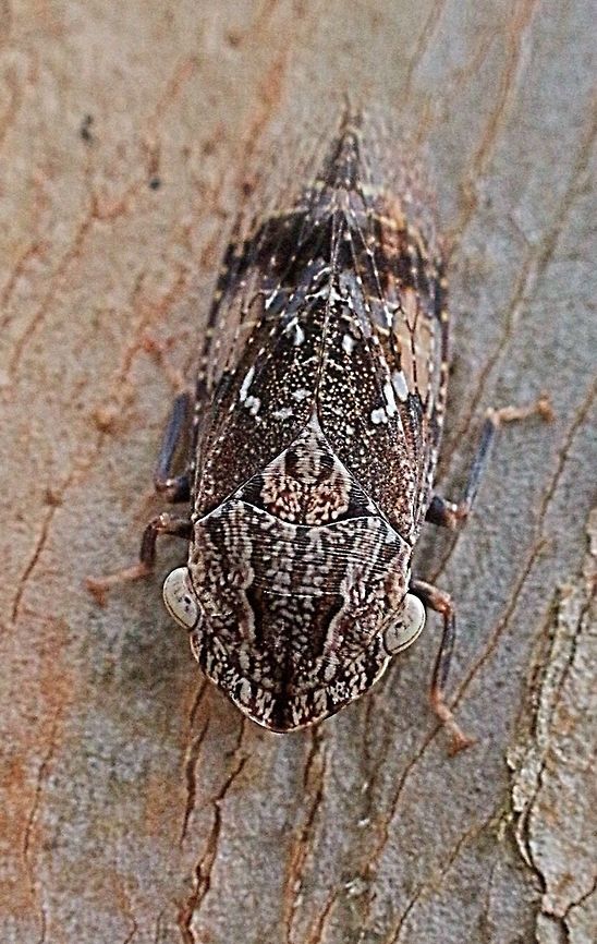 Black Flat-head Leafhopper  male ( Stenocotis depressa) only about 15 mm long  Australia,Flathead Leafhopper,Geotagged,Stenocotis depressa