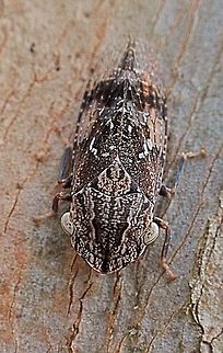 Black Flat-head Leafhopper  male ( Stenocotis depressa) only about 15 mm long  Australia,Flathead Leafhopper,Geotagged,Stenocotis depressa