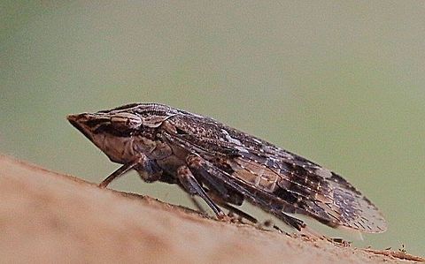 Side view of male Black Flat-Head Leafhopper, ( Stenocotis depressa)  Australia,Flathead Leafhopper,Geotagged,Stenocotis depressa