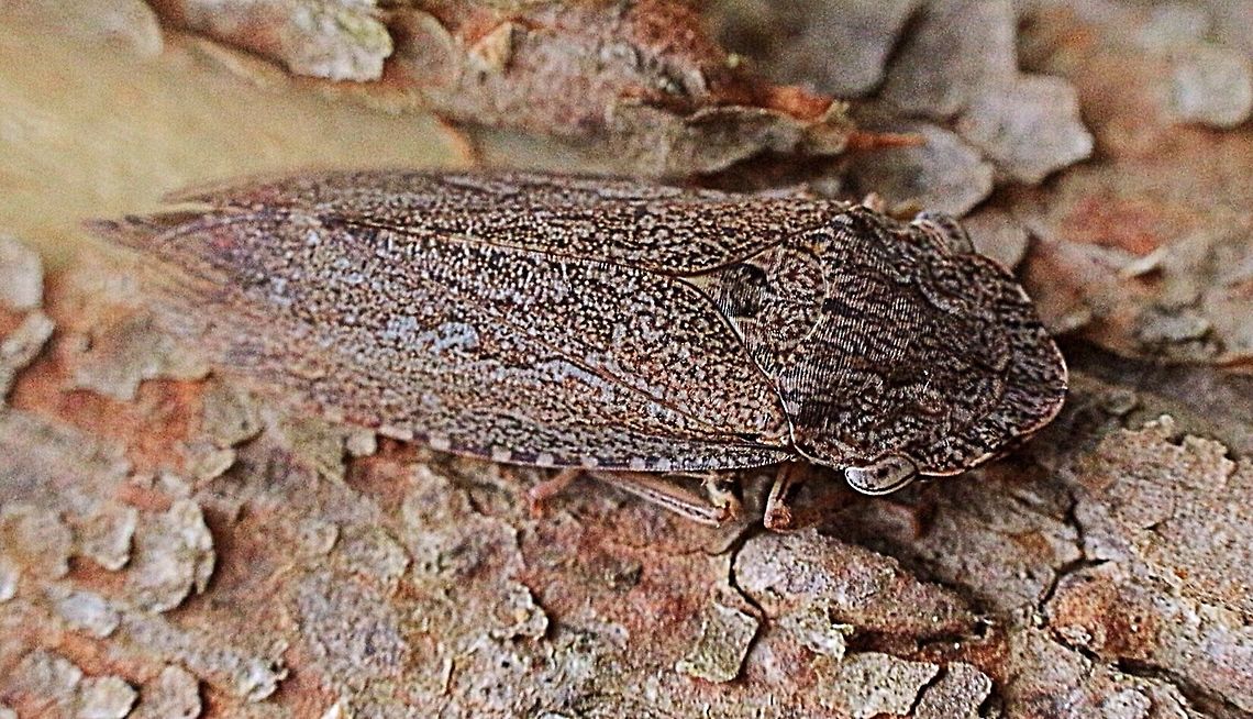Black Flat-head Leafhopper female.( Stenocotis depressa) Found together with a male on the same tree , The female was approx 20 mm Australia,Flathead Leafhopper,Geotagged,Stenocotis depressa
