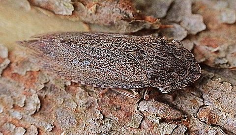 Black Flat-head Leafhopper female.( Stenocotis depressa) Found together with a male on the same tree , The female was approx 20 mm Australia,Flathead Leafhopper,Geotagged,Stenocotis depressa