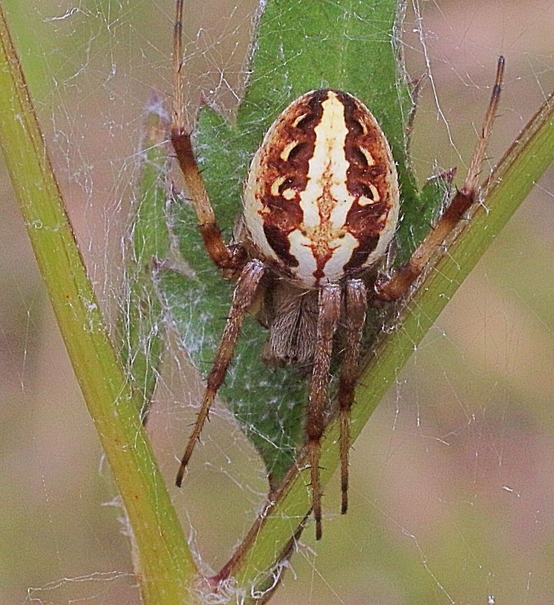 Female Neoscona sp, approx. 7 mm  Australia,Eamw spiders,Geotagged