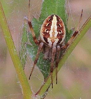Female Neoscona sp, approx. 7 mm  Australia,Eamw spiders,Geotagged