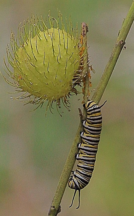 Monarch ( Danaus plexippus ) caterpilar  on its host plant Gomphocarpus physocarpus ) The host plant has several common names and one of them is Swan plant as the balloon like seed pod with its stem( not visible in this photo ) resembles a swanlike figure. <br />
This caterpilar in the photo had eaten all the leaves from the plant and wanted to move on or get ready to pupate. Australia,Danaus plexippus,Eamw caterpillars,Geotagged,Monarch butterfly