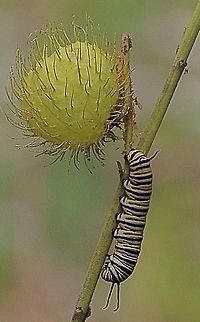 Monarch ( Danaus plexippus ) caterpilar  on its host plant Gomphocarpus physocarpus ) The host plant has several common names and one of them is Swan plant as the balloon like seed pod with its stem( not visible in this photo ) resembles a swanlike figure. 
This caterpilar in the photo had eaten all the leaves from the plant and wanted to move on or get ready to pupate. Australia,Danaus plexippus,Eamw caterpillars,Geotagged,Monarch butterfly