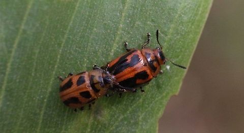 Calomela crassicornis Leaf beetles feeding on wattle trees. Australia,Calomela crassicornis,Geotagged