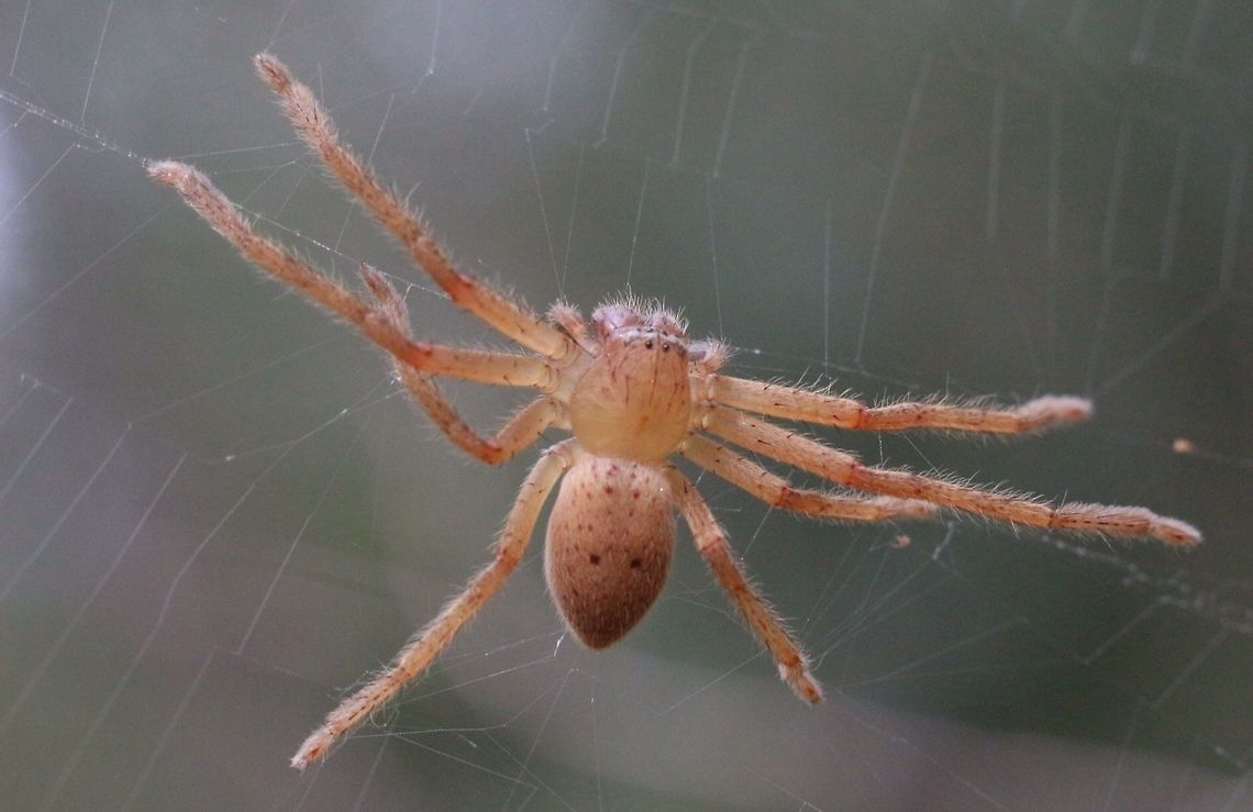 Badge spider - Neosparassus diana The spider was in a web and not far from a spider egg sack which might be from that specimen but I am not sure ( see next image) Australia,Badge Huntsman Spider,Eamw spiders,Eamw spiders huntsman,Geotagged,Neosparassus diana