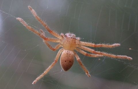 Badge spider - Neosparassus diana The spider was in a web and not far from a spider egg sack which might be from that specimen but I am not sure ( see next image) Australia,Badge Huntsman Spider,Eamw spiders,Eamw spiders huntsman,Geotagged,Neosparassus diana