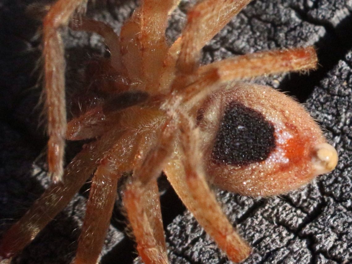 Badge spider - genus Neosparassus  showing the badge markings on the underside.  Australia,Eamw spiders,Eamw spiders huntsman,Geotagged