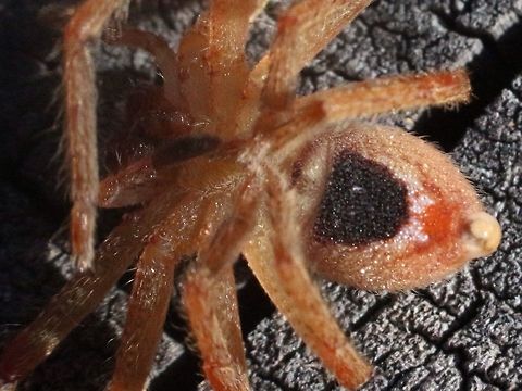 Badge spider - genus Neosparassus  showing the badge markings on the underside.  Australia,Eamw spiders,Eamw spiders huntsman,Geotagged