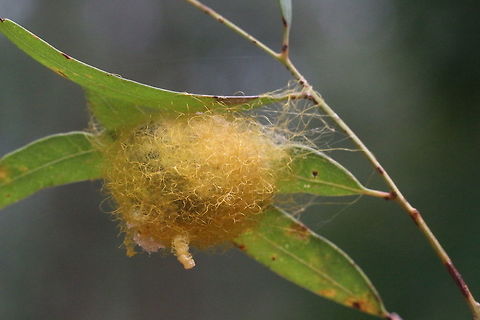 Egg sack , possibly of Badge spider in genus Neosparassus  as I photographed a adult female of the genus in the same tree in her web  Australia,Geotagged,Summer