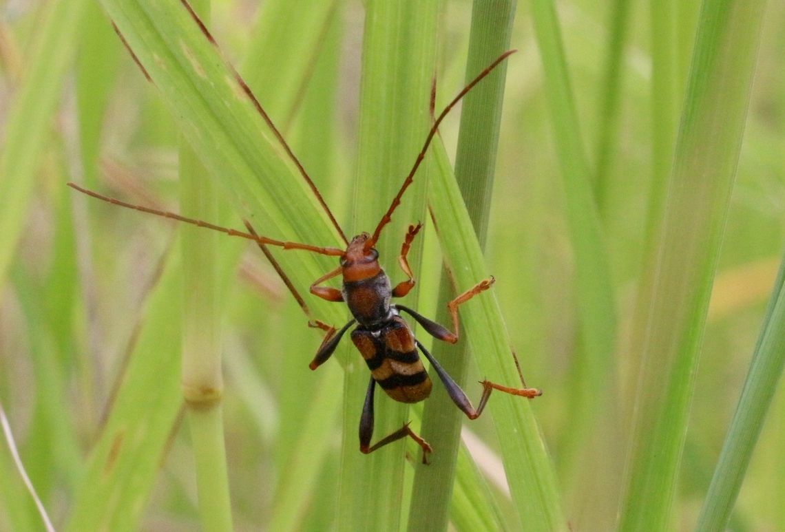 Tiger Longicorn beetle  Aridaeus thoracicus,Australia,Geotagged,Tiger longicorn beetle