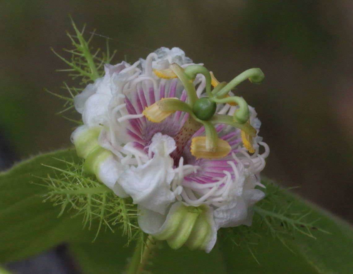 Wild passion fruit flower - Unidentified  Australia,Geotagged,Passiflora foetida