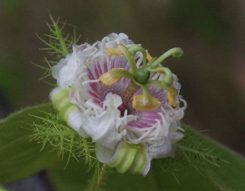 Wild passion fruit flower - Unidentified  Australia,Geotagged,Passiflora foetida