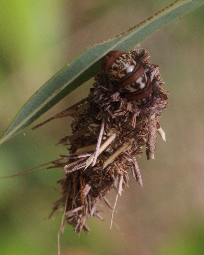 Case moth caterpilar  - unidentified The caterpilar was not feeding but adding sticks or whatever to its case.  Australia,Case moth,Eamw case moth,Eamw moth,Geotagged,unidentified