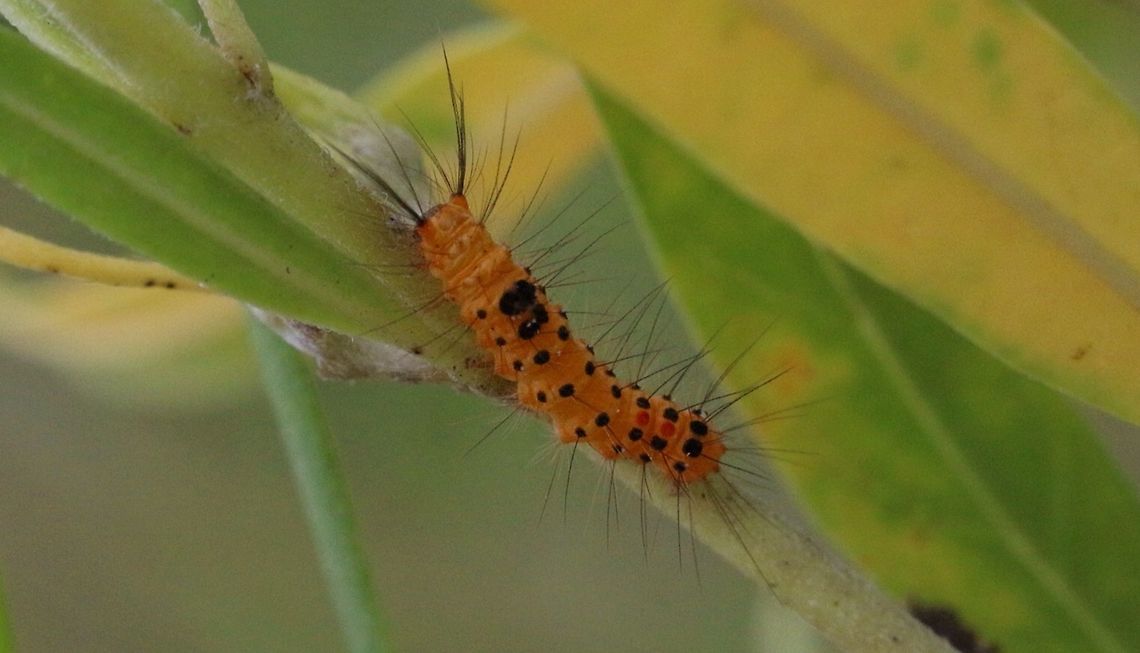 Moth caterpilar on milkweed plant - Unidentified  Australia,Eamw caterpillars,Geotagged