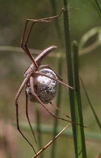 Perenethis venusta  female protecting her egg sack.  Australia,Eamw spiders,Geotagged,Perenethis venusta