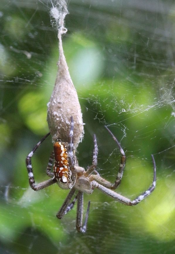 Dome tent spider with her egg sack.  Australia,Cyrtophora moluccensis,Dome Tent Spider,Eamw spiders,Geotagged