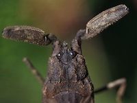 Head of waterscorpion  and clearly visible how the pincers are folded into a groove. Laccotrephes sp.<br />
https://www.jungledragon.com/image/56554/water_scorpion_-_laccotrephes_sp.html Australia,Geotagged