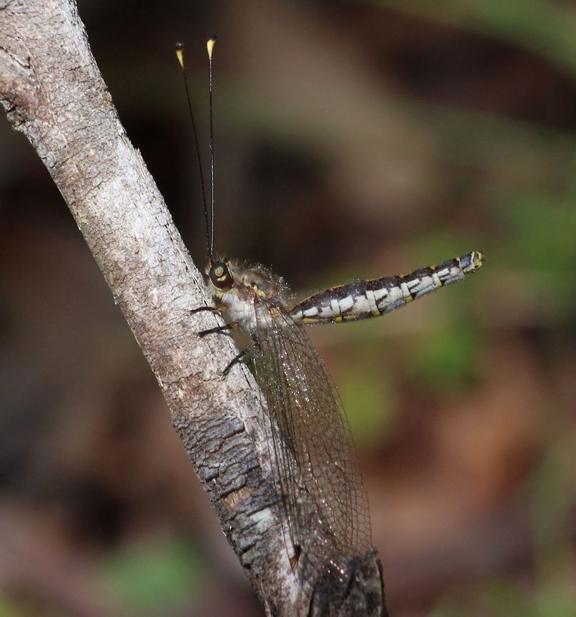 Common Owl-Fly ( Suhpalacsa subtrahens ) First moment it looked to me like a dragonfly, but on a closer inspection I was sure that I never seen one of them befor.  Australia,Geotagged,Suhpalacsa subtrahens
