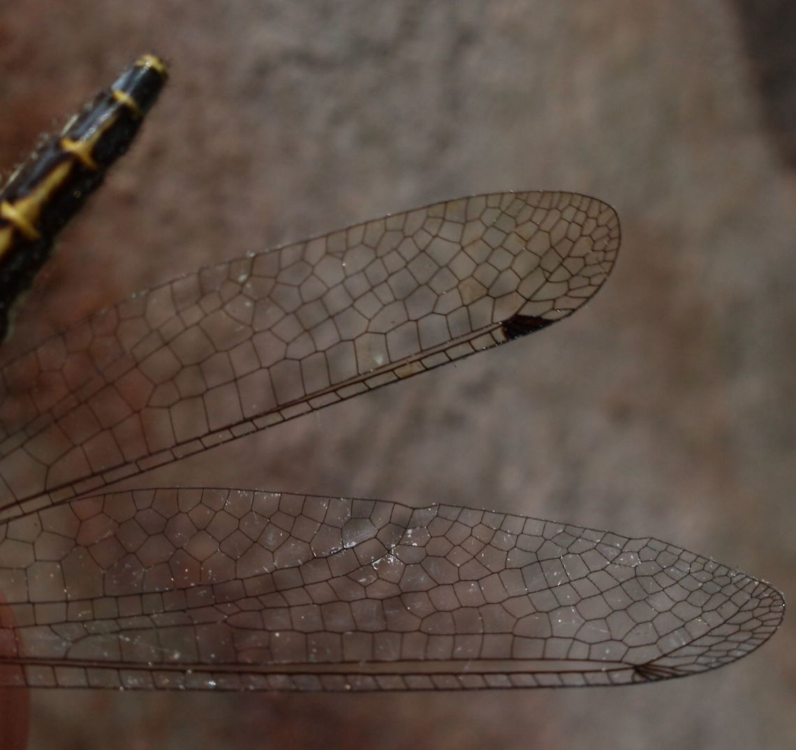 Close up of wing venation in Common Owl-Fly .  Australia,Geotagged,Suhpalacsa subtrahens