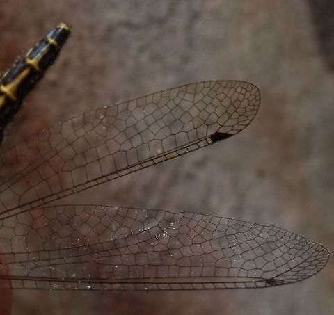 Close up of wing venation in Common Owl-Fly .  Australia,Geotagged,Suhpalacsa subtrahens