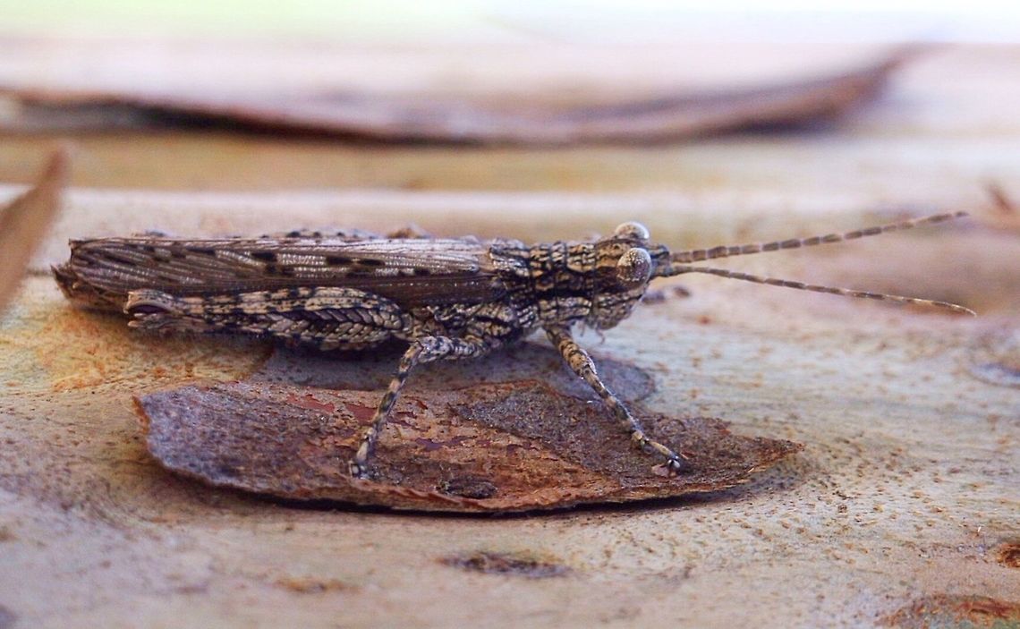 Common Adreppus ( Adreppus fallax) Well camouflaged on tree bark or amongst leaf litter . Adreppus fallax,Australia,Common Adreppus,Eamw grasshoppers,Geotagged