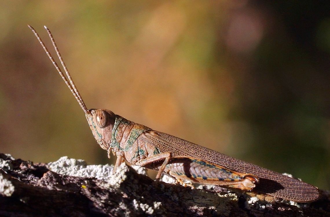 Common Pardillana ( Pardillana limbata)  Australia,Eamw grasshoppers,Geotagged,Pardillana limbata