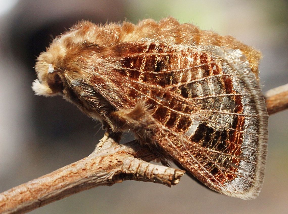 Mottled Cup Moth ( Doratifera vulnerans  )  Australia,Doratifera,Doratifera vulnerans,Eamw moth,Geotagged,Mottled Cup Moth